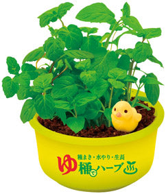 育てるカプセル ゆ桶でハーブ栽培