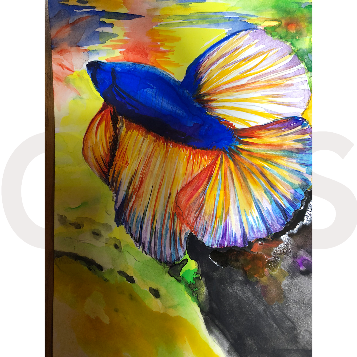 【GiftS】#20『熱帯魚』よっしー