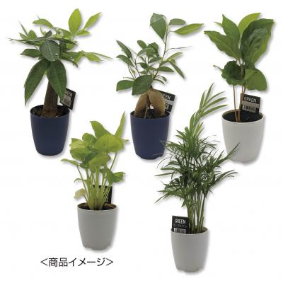 ミニ観葉セレクションおまかせアソート１個