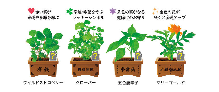 育てるカプセル 賽銭招き　各種の開運意味