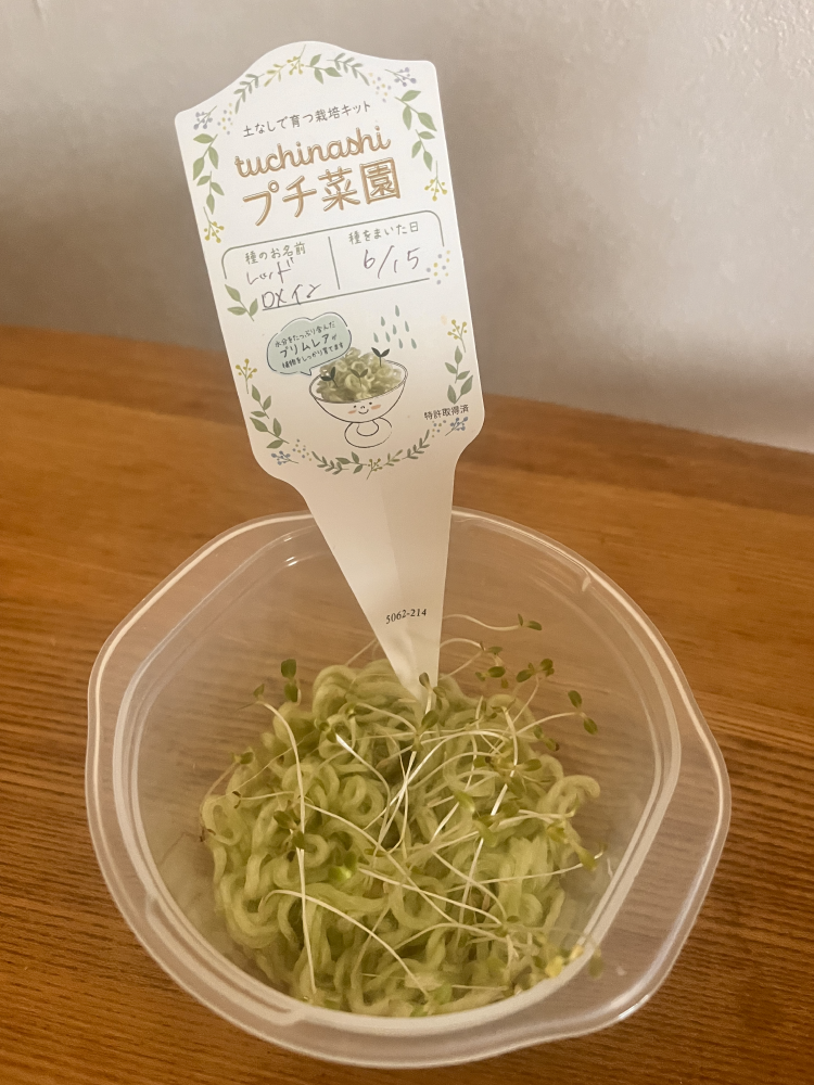 「tuchinashiプチ菜園」レッドロメイン