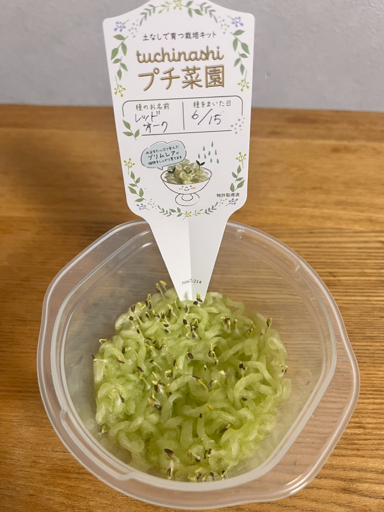 「tuchinashiプチ菜園」レッドオーク