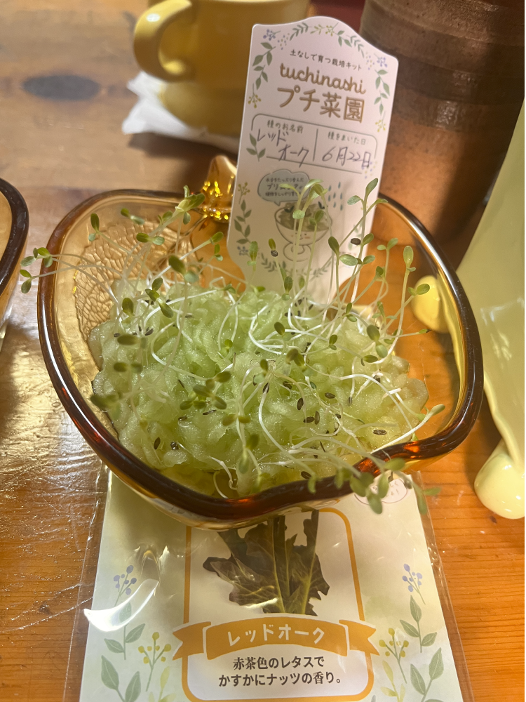 「tuchinashiプチ菜園」レッドオーク