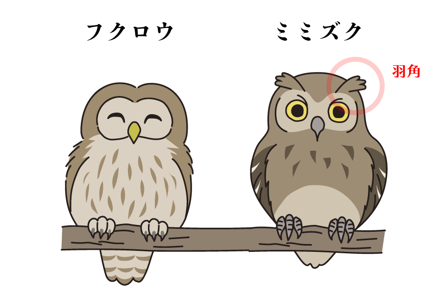 フクロウとミミズクの違い